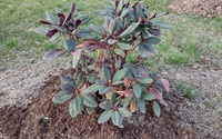 Časť náhradnej výsadby v areáli múzea, Rododendron hybridný. Október 2025_1