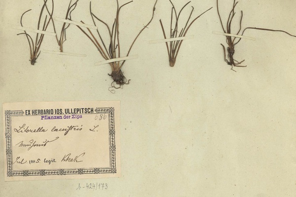 1) Herbárová položka brehovky jednokvetej zo zbierky J. Ullepitscha uložená v Podtatranskom múzeu v Poprade