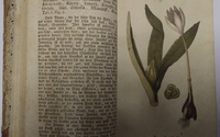 3. Vyobrazenie rastlín - kolorovaná medirytina