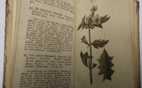 5. Vyobrazenie rastlín - kolorovaná medirytina