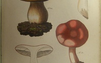 Práca o mykológii 19. storočia