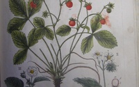 Sig. 7603 Blackwell Herbarium - iliustrácia
