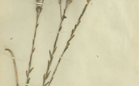 Herbárová položka ľanu chlpatého hladkastého (L. hirsutum subsp. glabrescens, leg. V. Borbás) zo zbierky J. Ullepitscha