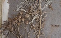 centaurea cinerea