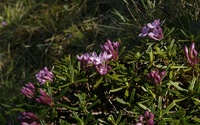 Lykovec muránsky (Daphne arbuscula), foto: D. Blanár