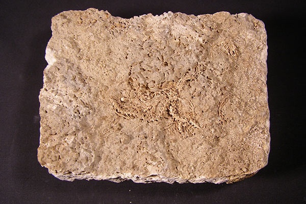 Kostra hada z paleontologickej zbierky Podtatranského múzea v Poprade