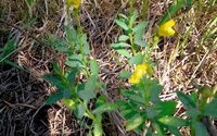 Obr. 2: Ľan žltý (Linum flavum) z Dreveníka (Spišské Podhradie), foto: M. Slezák, 28. 7. 2021