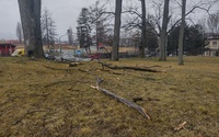 Napadnuté a poškodené dreviny, padnuté konáre, Marec 2025