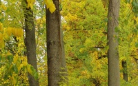 stromy v historickom Huszovom parku