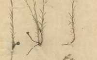 Ľan tenkolistý (Linum tenuifolium) z Kláštora pod Znievom v zbierke A. Margittaia