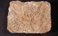 Kostra hada z paleontologickej zbierky Podtatranského múzea v Poprade